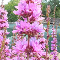 Lythrum virgatum 'Dropmore Purple'